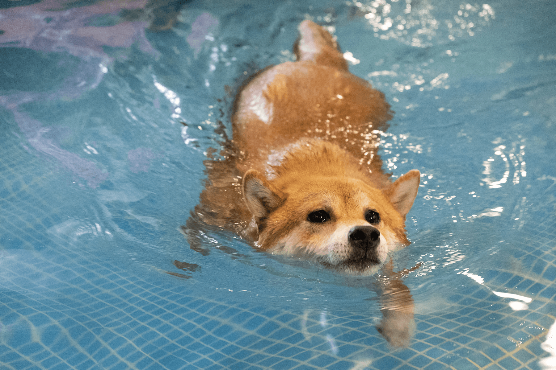Dog Swimming - PRIVATE i PETS